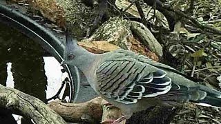 Australain native Crested Pigeon calling and drinking [upl. by Atinhoj]