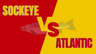 Sockeye vs Atlantic Salmon A QUICK COMPARISON [upl. by Lemaceon]