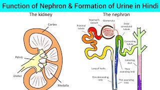 Formation of Urine in Hindi  Function of Nephron in Hindi  Formation of Urine in Nephron Hindi [upl. by Nabila]