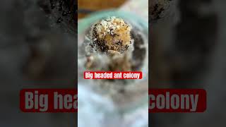 Pheidole big headed ant colony with lots of larvae in a test tube [upl. by Anattar448]