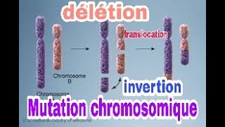 le mécanisme de la mutation chromosomique [upl. by Jonme342]