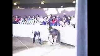 1987 Royal Winter Fair Hackney Pony Mares [upl. by Nyloc]