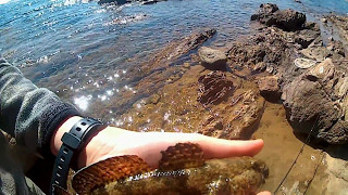 Rockfishing Méditerranée dans le Var pêche gobie et rascasse [upl. by Rustin383]