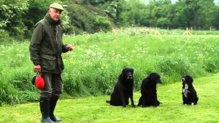 Shooting Times amp Skinners Gundog training part 5 [upl. by Fanya]