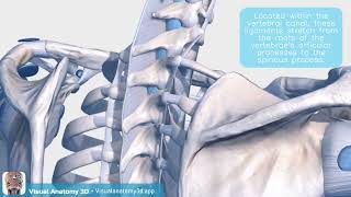 Visual Anatomy 3D  Facts about the Ligamenta Flava [upl. by Aihsekin950]