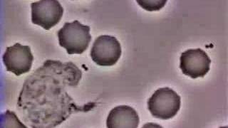 Crawling Neutrophil Chasing a Bacterium [upl. by Llezniuq]