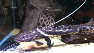 Sailfin Marbled Catfish  Leiarius pictus [upl. by Weingarten]