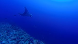 Manta and Grey Reef Shark at Elphinstone by Bahi and Moataz [upl. by Puiia]