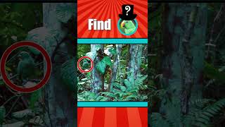 Find the Hidden Animals  Quiz 5 [upl. by Darum]