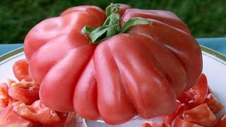 ⟹ Zapotec tomato  Solanum lycopersicum  Tomato review 2018 [upl. by Amliw]