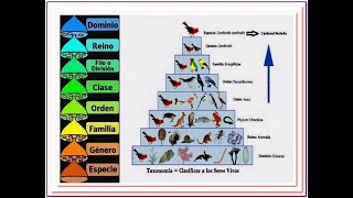 CLASIFICACIÓN DE LOS SERES VIVOS parte 1 dominios reinos e imperios [upl. by Eenad]