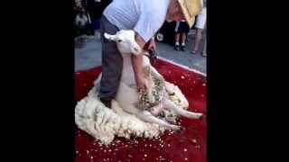 Sheep Shearing at Lambsdown Park Festival  mid June [upl. by Eibrik]