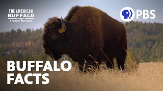 Surprising Facts About Buffalo  The American Buffalo  A Film by Ken Burns  PBS [upl. by Bord819]