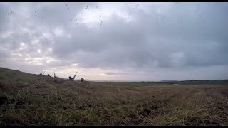 The Shooting Show  Orkney wildfowling double bill [upl. by Carrillo]