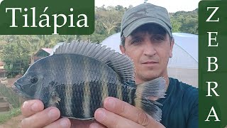 Tilápia Zebra Buttikoferi Que peixe Lindo [upl. by Eugenle658]