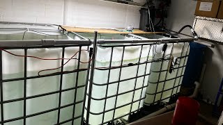 How To Aquaponics System DIY One Week FollowUp IBC Tote For Fish Grow Out Tank  PART 3 [upl. by Sordnaxela]