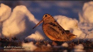 American Woodcock Displaying in Maine [upl. by Irrot]