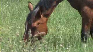 Paarden in de wei [upl. by Bianchi659]