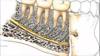 Rapports anatomiques de la troisième molaire mandibulaire [upl. by Gabriellia194]