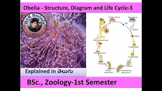 Obelia life cycle3  life cycle of obelia  BSC Zoology  obelia structure HSR Bioinfo [upl. by Eskil]