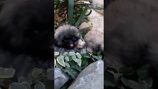 я тута dogs собака pekingese pets pomeranian шпиц dog pom shihtzu funny [upl. by Haldan]