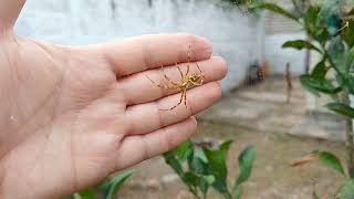 Várias aranha de prata Argiope argentata [upl. by Eidissac]