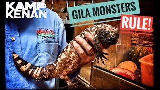 Venomous Gila Monster Den in Florida [upl. by Narag240]