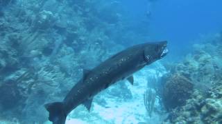 Barracuda Devours Lionfish [upl. by Arabelle427]