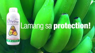 Ang Mabisang Insecticides Fungicides at Herbicides para sa Saging  Agway Chemicals [upl. by Zielsdorf]