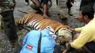 Snared tiger rescued in Belum Temengor [upl. by Weitzman]