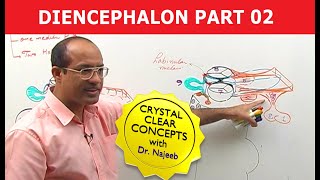 Diencephalon  Neuroanatomy  Part 22 [upl. by Rooke415]