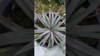 yucca plant plants naturelovers flowers viral [upl. by Codel104]