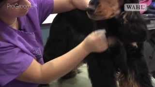 Grooming Guide  Cocker Spaniel  HandstripShowCompetition Trim  Pro Groomer [upl. by Allicerp]