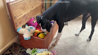 Funny Great Dane Shows Friend How To Put Toys Back Into The Toy Box [upl. by Cortie]