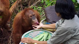 An Overweight Orangutan Tries to Cheat His Diet  Orangutan Jungle School [upl. by Batholomew]