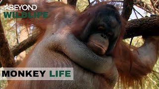 S5E01  Monkey World Gets A New Resident From South Africa  Monkey Life  Beyond Wildlife [upl. by Tarra690]