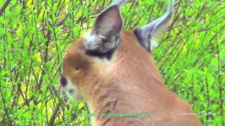 Caracal Desert lynx wild cat  Oregon Zoo [upl. by Winston]