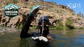 Divers quotLoot the Deschutesquot for lost treasure  Oregon Field Guide [upl. by Martelli]