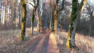 Dolly Zoom Effect Allee with DJI Mavic 2 Zoom at Sunset 2k60p [upl. by Ashly]