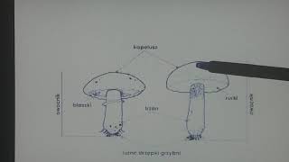 Budowa i różnorodność grzybów Porosty [upl. by Flanigan]