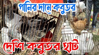 পানির দামে দেশি কবুতর। কবুতরের দাম 2024।Kobutor Hat 2024।pigeon market [upl. by Annerb]