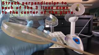 Bauer Kirby Antibiotic Susceptibility Testing Procedure [upl. by Osithe6]