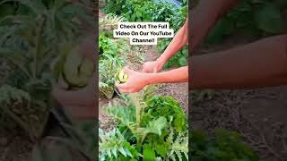 Harvesting Artichokes In Montana  Growing Them Up North shorts gardening artichoke [upl. by Nilyaj26]