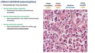 Histología de hipófisis glándula pituitaria PARTE 2 [upl. by Acirne79]