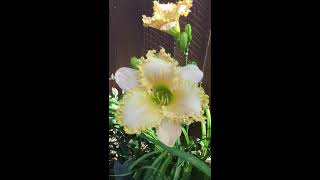 Hybridizing Daylilies For Dummies [upl. by Llebiram]