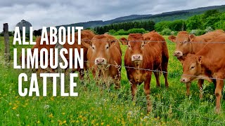 Limousin Cows – Breed Profile Characteristics and Facts [upl. by Decca]