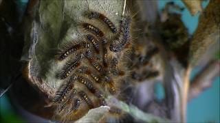 Browntail moth caterpillars on nest [upl. by Lamori]