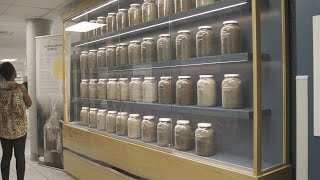 Alachua County Unveils Soil Collection Jar Exhibit Honoring Victims of Lynching [upl. by Guillema]