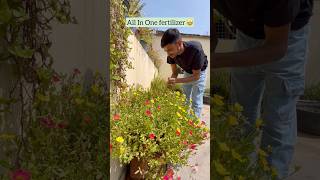 Best Fertilizer For Plants gardening flowers youtube youtube [upl. by Ranique]