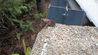 Spotted Lanternfly Hides Under a Leaf [upl. by Finzer896]